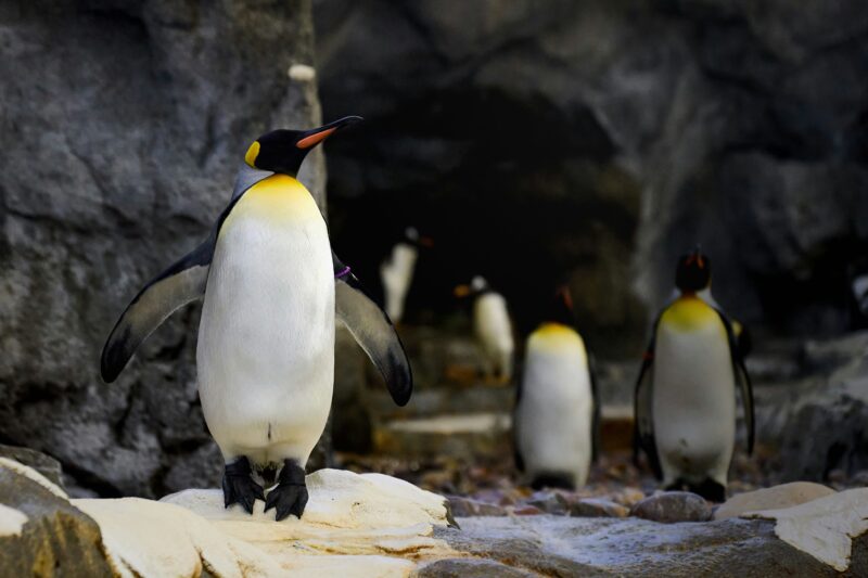 calgary attractions Penguins at the Calgary Zoo, family friendly Calgary Attraction