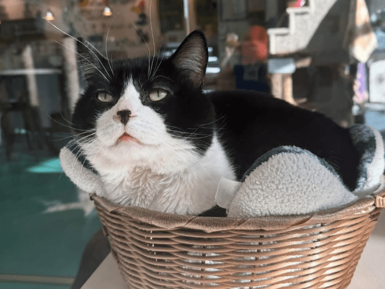 Regal Cat Cafe Calgary