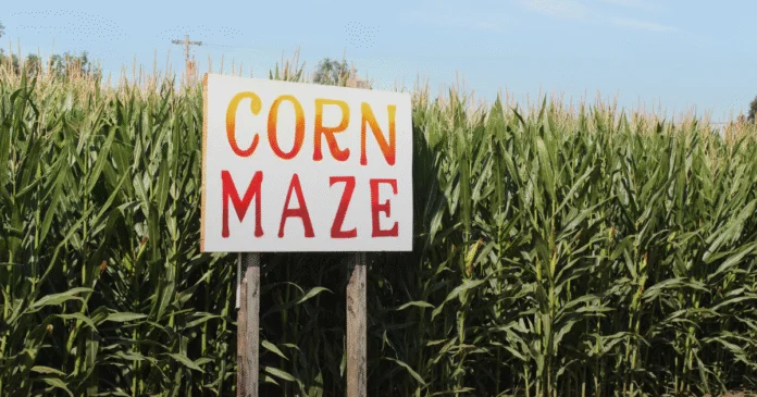 corn mazes in calgary and area